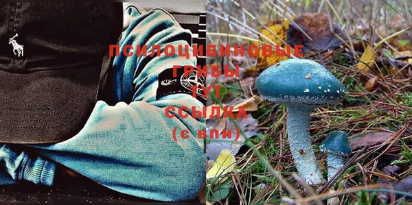 прущие грибы Алзамай