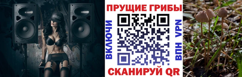 Псилоцибиновые грибы Psilocybe  сайты даркнета формула  Далматово 